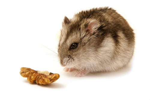 hamster eating nut